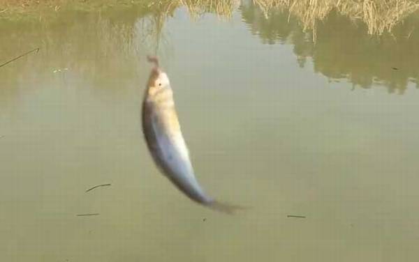 麦穗鱼可以和其他鱼混养吗?