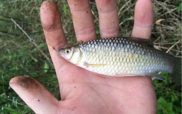 麦穗鱼生长周期要多久?