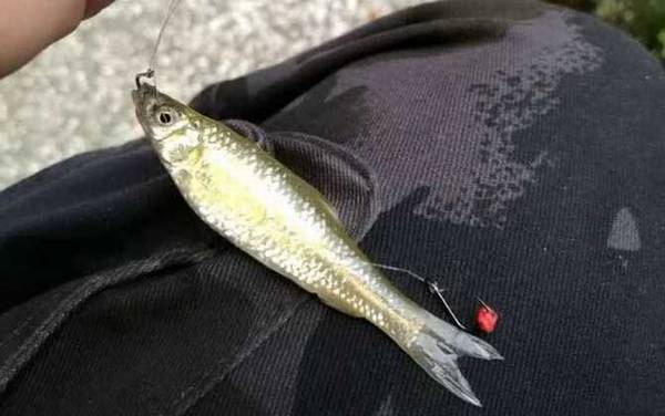 麦穗鱼生长周期要多久?