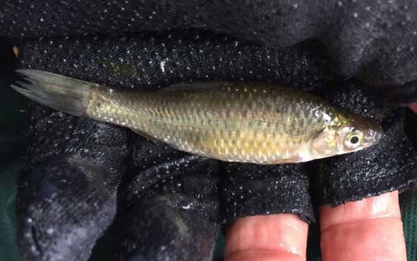 麦穗鱼是原生鱼吗?