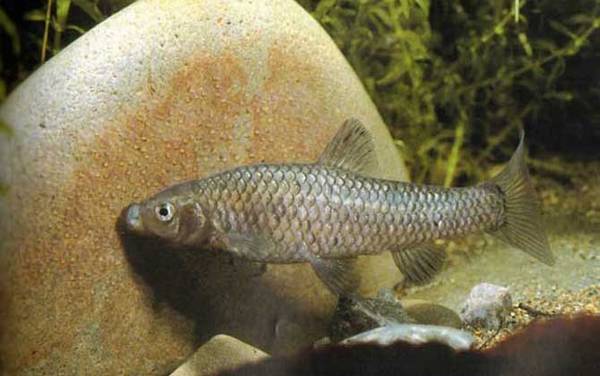 麦穗鱼为什么不能吃?