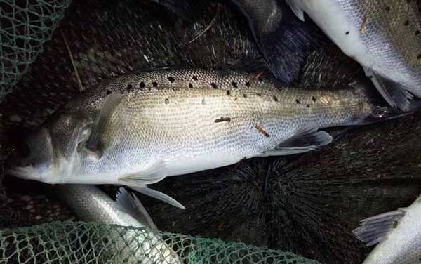 鲈鱼养殖条件和管理技术