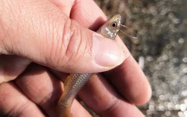 麦穗鱼一年繁殖几次?