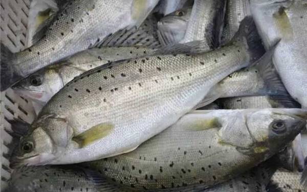 我国鲈鱼产于哪里?