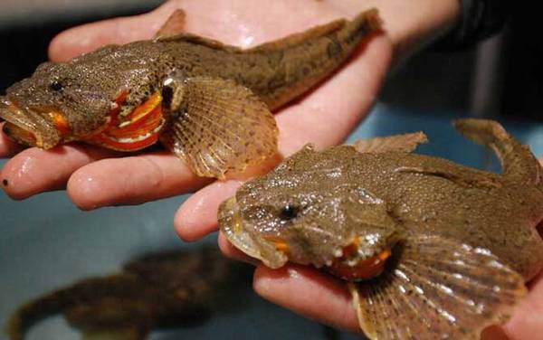 我国鲈鱼产于哪里?