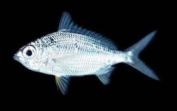 我国鲈鱼产于哪里?