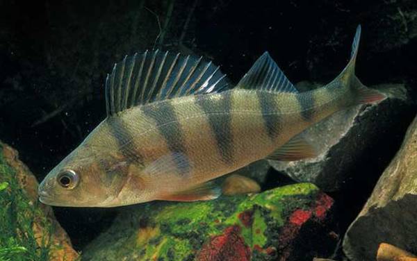 我国鲈鱼产于哪里?