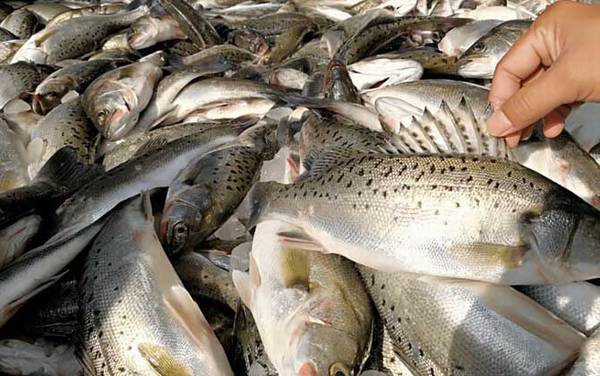 鲈鱼是海鱼吗?