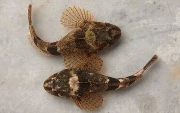 松江鲈鱼是什么鱼?