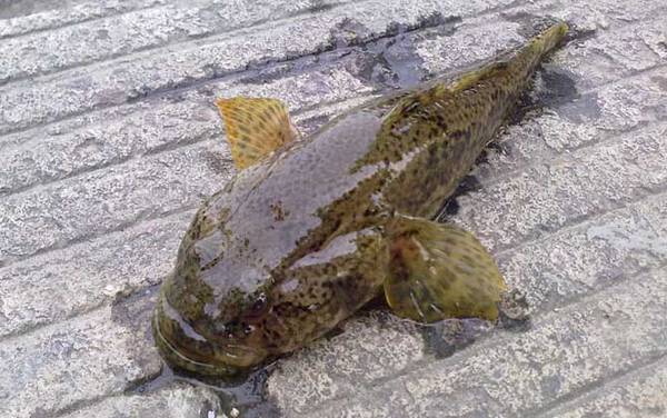 松江鲈鱼是什么鱼?