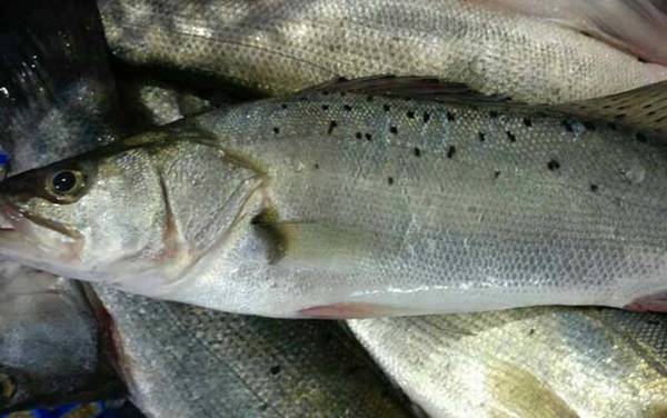 鲈鱼价格多少钱一斤?