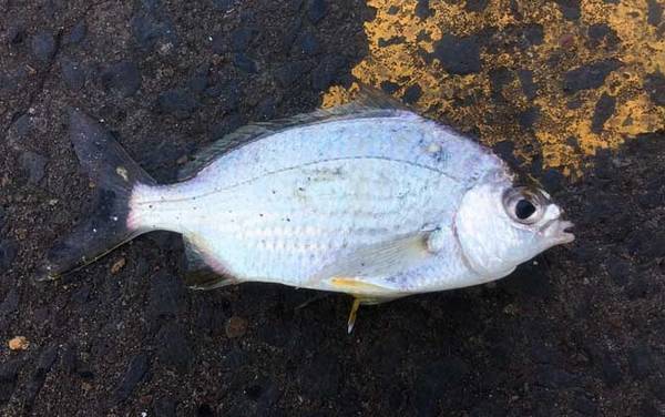 鲈鱼价格多少钱一斤?