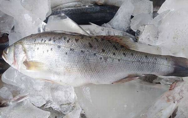 海鲈鱼产地在哪里?