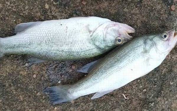 关于鲈鱼的资料有哪些?