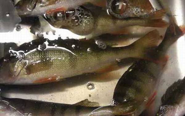 关于鲈鱼的资料有哪些?