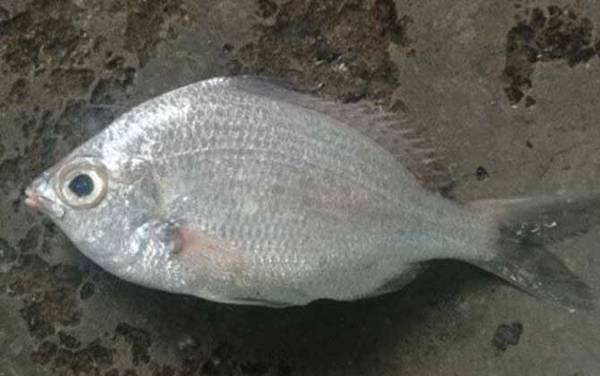 关于鲈鱼的资料有哪些?