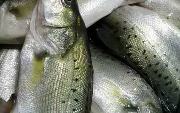 海鲈鱼价格多少钱一斤?