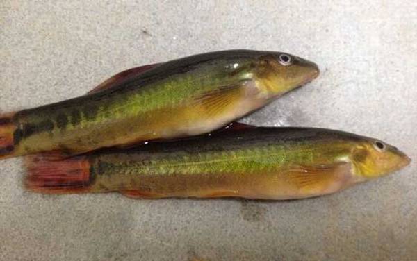 鳅科有哪些种类?