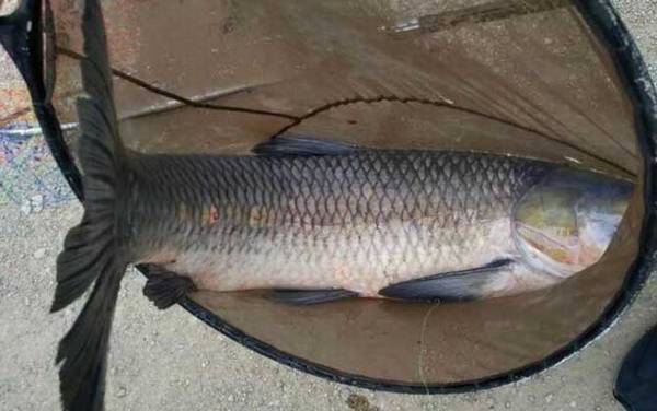 大青鱼是什么鱼?