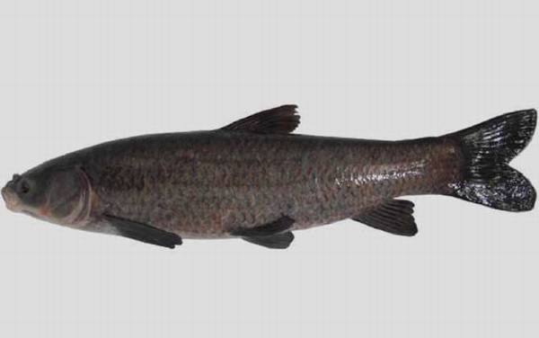 青鱼为什么比草鱼贵?