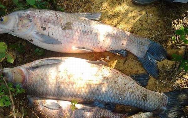 青鱼为什么比草鱼贵?