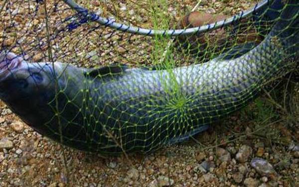 青鱼为什么比草鱼贵?