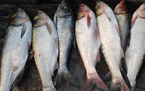 白鲢是什么鱼?