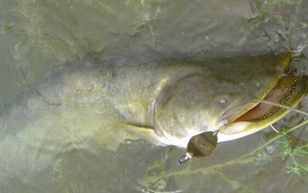 大口鲢是什么鱼?