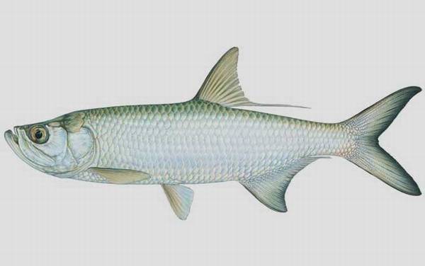 大海鲢是什么鱼?