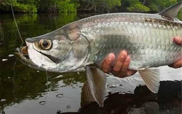 大海鲢是什么鱼?