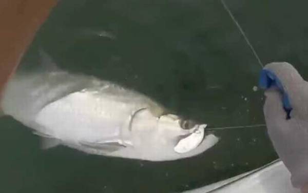 大海鲢是什么鱼?