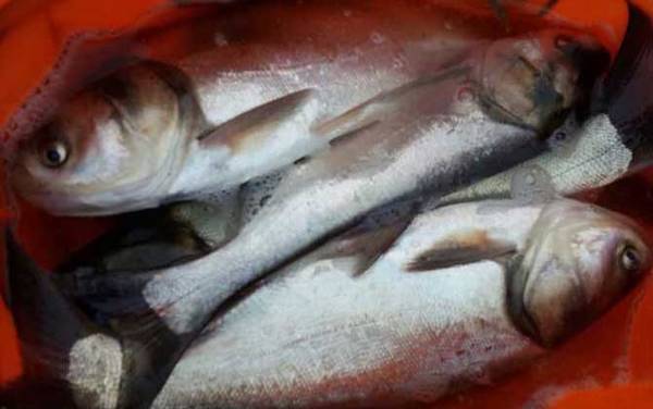 鲢鱼和鳙鱼是同一种鱼吗?