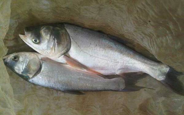 鲢鱼和鳙鱼是同一种鱼吗?