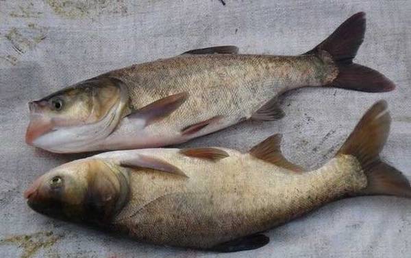 鲢鱼和鳙鱼是同一种鱼吗?