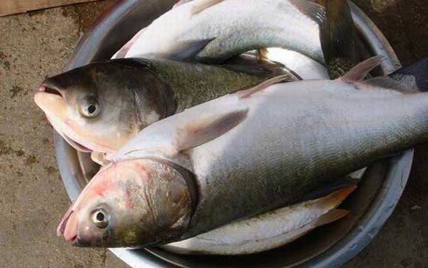 鲢鱼是大头鱼吗?