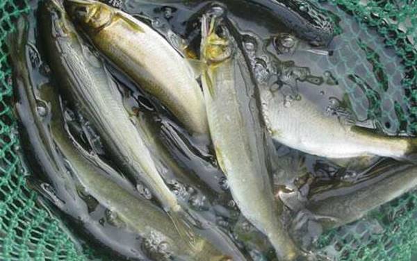 鲢鱼、鲶鱼、鲇鱼、黏鱼有什么区别?