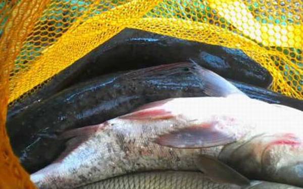 鳙鱼是淡水鱼还是海水鱼?