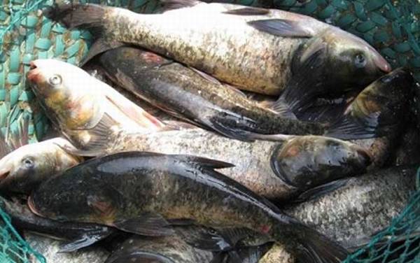 ����ô��ƴ����ôд��