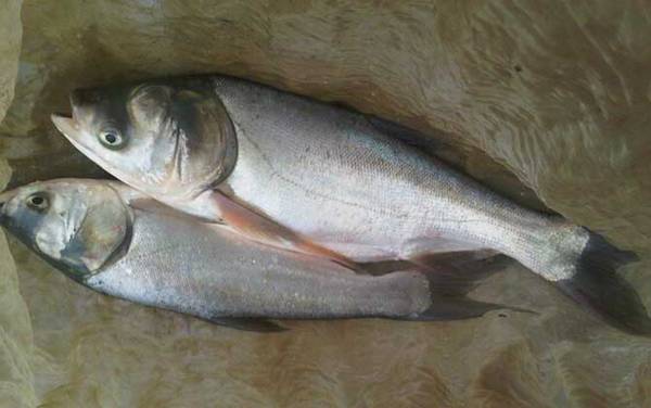 鲢鳙是什么鱼?