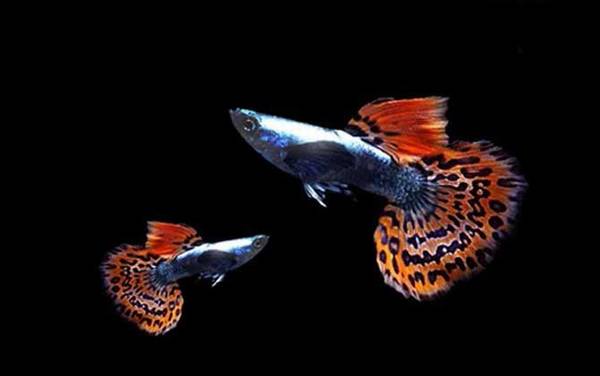 麦穗鱼可以和孔雀鱼混养吗?