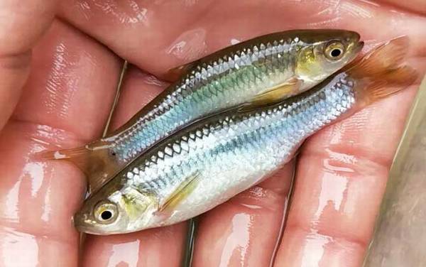 麦穗鱼可以和鳑鲏鱼混养吗?