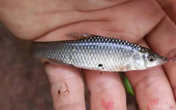 麦穗鱼会吃鱼卵吗?