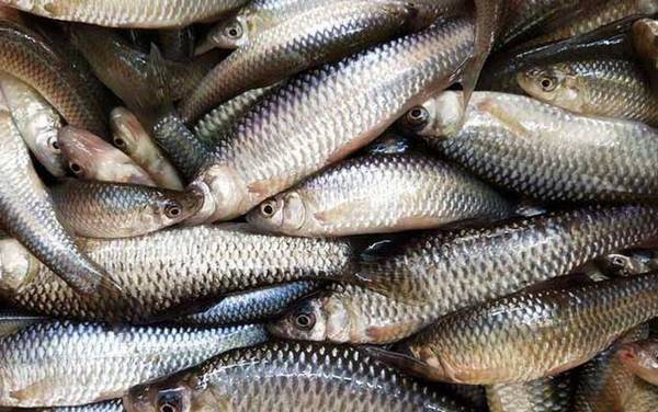 麦穗鱼耐低氧吗?