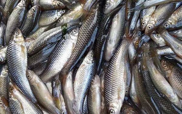 麦穗鱼能做观赏鱼吗?