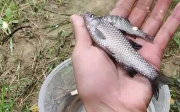 麦穗鱼能做观赏鱼吗?