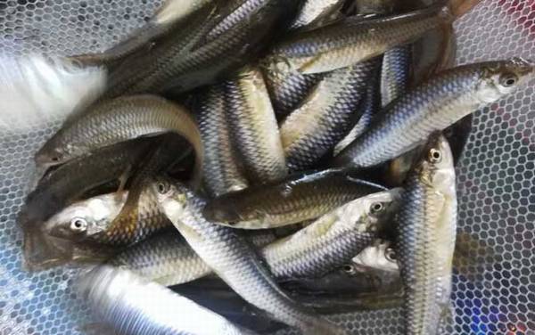 麦穗鱼是底层鱼还是中层鱼?