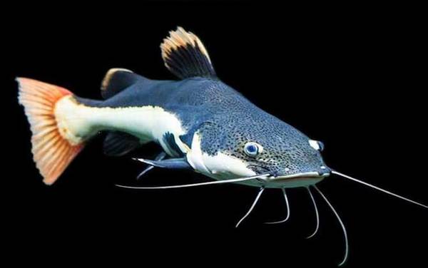 鲶鱼种类及图片大全