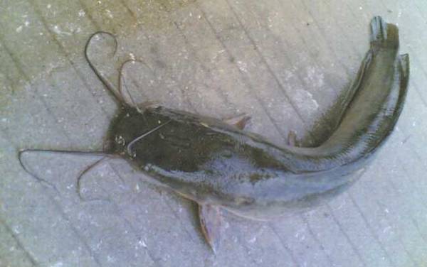 胡子鲶是什么鱼?