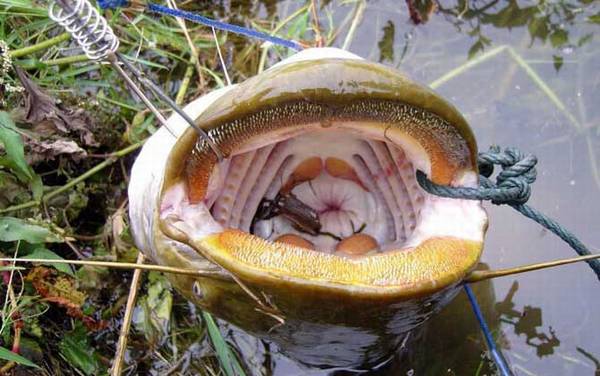 大口鲶鱼是什么鱼?