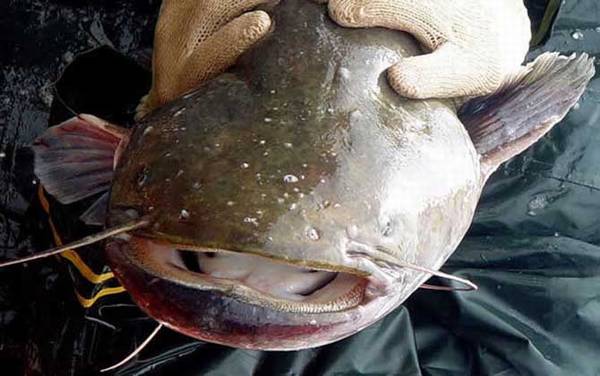 大口鲶鱼是什么鱼?